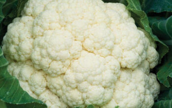 Cauliflower