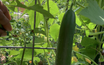 Cucumber