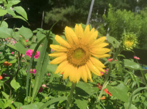 Sunflower-Plant