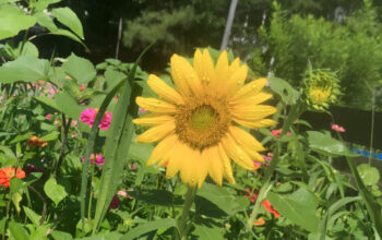 Sunflower-Plant