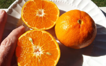 Dancy-Mandarin