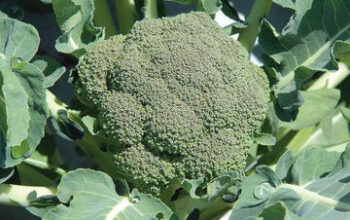 Broccoli-Mix-Pack