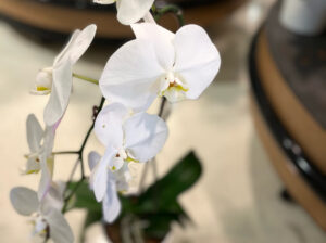 Orchid-gift-basket