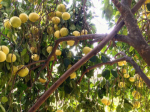 Oro-Blanco-Grape-Fruit