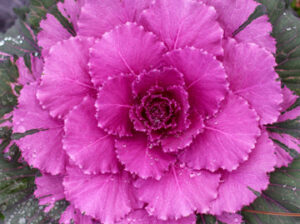 Red-Ornamental-Cabbage.