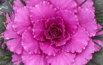 Red-Ornamental-Cabbage.