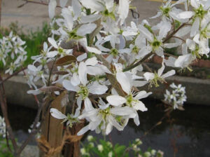 Shadblow-Serviceberry