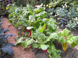 Bright-Lights-Swiss-Chard