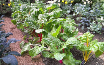 Bright-Lights-Swiss-Chard