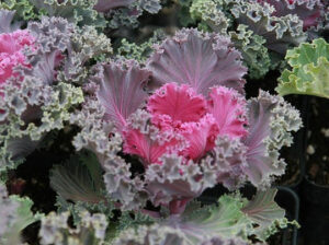 Peacock-Red-Ornamental