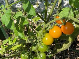 Tomato-Plant