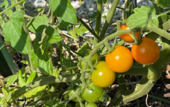Tomato-Plant