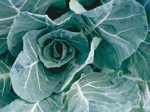 Flash-Collards