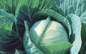 Cabbage-Mix-Pack