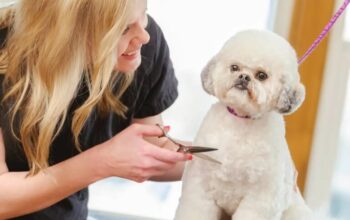 Grooming-puppies