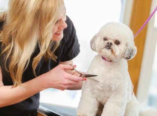 Grooming-puppies