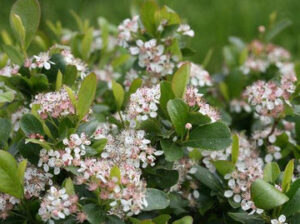 Scape-Mound-Aronia