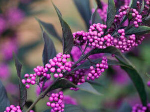 American-Beautyberry