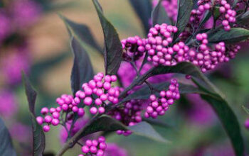 American-Beautyberry