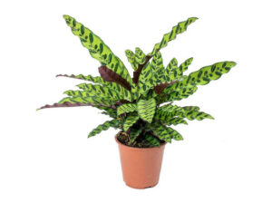 Calathea Lancifolia