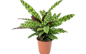 Calathea Lancifolia