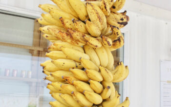 All Natural manzano Banana, per bunch