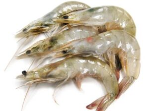 Shrimps 40-50