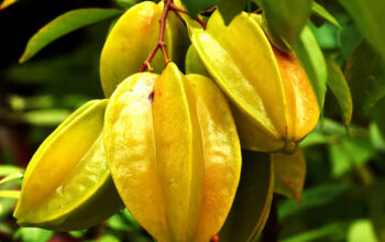 Carambola (Star fruit)