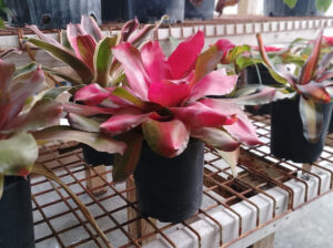 Neoregelia Bromeliad