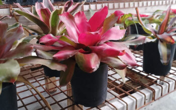 Neoregelia Bromeliad