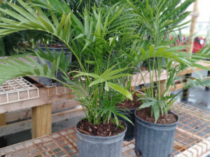 Areca palm