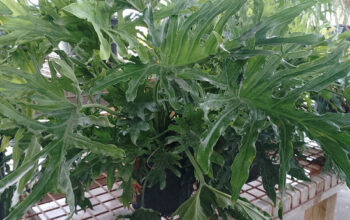 Philodendron Selloum