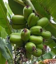 All Natural farm grown platano hawaiano.