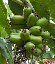 All Natural farm grown platano hawaiano.