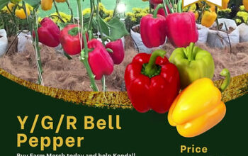 Yellow/Green/Red bell peppers