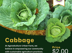 Green Cabbage