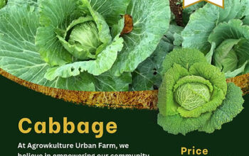 Green Cabbage