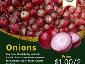 Yellow Onion